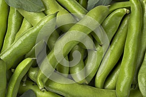 Fresh raw broad beans in the pod