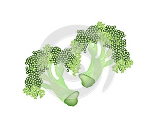 Fresh Raw Broccoli on A White Background