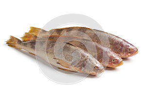 Fresh raw butterfishes