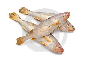 Fresh raw butterfishes