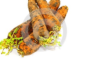 Fresh raw carrots with ground on white background