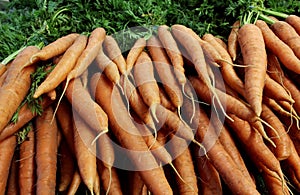 Fresh raw carrots for sale in a farmer`s market stall