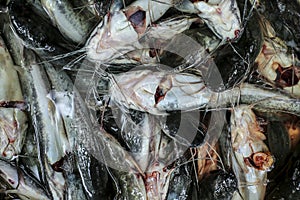 Fresh raw catfish (ikan lele) ready to cook