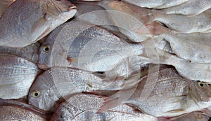 Fresh raw caught fishes on ice sale at fish market. Seafood pattern