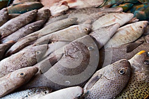 Fresh raw caught fishes on ice sale at fish market. Seafood pattern