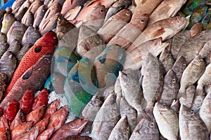 Fresh raw caught fishes on ice sale at fish market. Seafood pattern