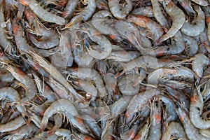 Fresh raw caught shrimps on ice on sale at fish market. Seafood pattern