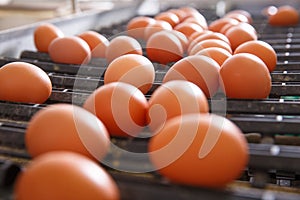 Fresh and raw chicken eggs on a conveyor belt