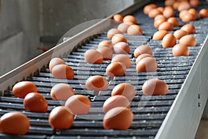 Fresh and raw chicken eggs on a conveyor belt