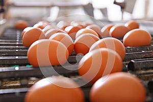 Fresh and raw chicken eggs on a conveyor belt