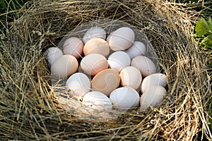 Fresh raw chicken eggs in straw nest