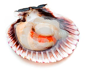 Fresh, raw and clean scallop isolated on white background scallops. Closeup