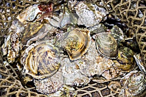 Fresh raw closed oysters in fishing net at Oyster farm. Delicacy rare and expensive edible salt-water bivalve molluscs background photo