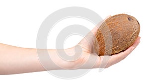 Fresh raw coconut, whole drupe. Isolated on white