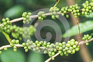 Fresh raw coffee bean green leaf bush ecology berry plant. Green coffee bean berry plant fresh raw seed coffee tree growth eco