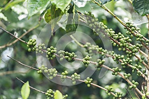 Fresh raw coffee bean green leaf bush ecology berry plant. Green coffee bean berry plant fresh raw seed coffee tree growth eco