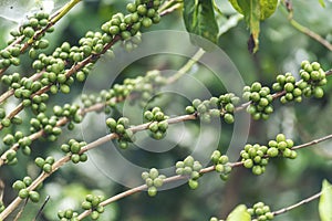 Fresh raw coffee bean green leaf bush ecology berry plant. Green coffee bean berry plant fresh raw seed coffee tree growth eco