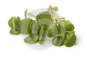 Fresh raw common purslane