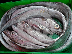 Fresh Raw Conger Eels at Mediterranean Fish Market