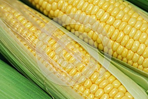 Fresh raw corn cob with husk on white background