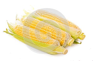 Fresh raw corn cob isolated on white background