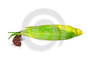 Fresh raw corn cob