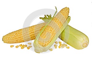 Fresh raw corn cobs isolated