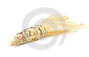 Fresh raw corn cobs isolated on the white background