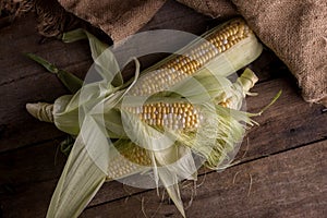 Fresh Raw Corn on Cobs on an old wooden table. Autumnal harvest background in a dark mood