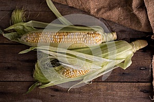 Fresh Raw Corn on Cobs on an old wooden table. Autumnal harvest background in a dark mood