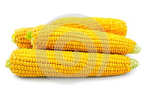 Fresh raw corn on white background