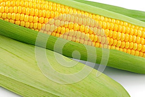 Fresh raw corn on white background