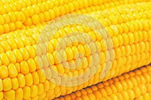 Fresh raw corn on white background