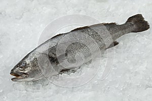 Fresh raw corvina fish