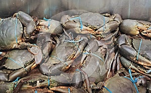 Fresh raw crab in fish market