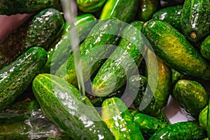 Fresh raw cucumbers in the kitchen sink under running water, washing vegetables and healthy eating