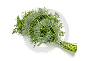 Fresh raw dill bunch isolated on white  background. Organic peppermint closeup in rustic style, vegetarian food.