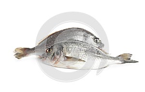 Fresh raw dorada fish isolated