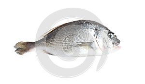 Fresh raw dorada fish isolated
