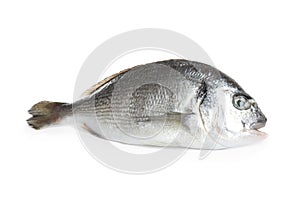 Fresh raw dorada fish isolated