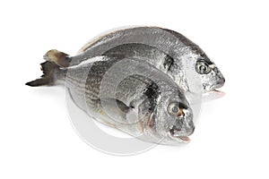 Fresh raw dorada fish isolated on white