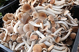 fresh raw edible mushrooms called Cyclocybe aegerita also called