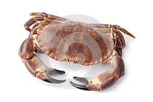 Fresh raw edible sea crab
