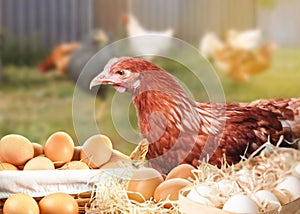 Fresh raw eggs and chicken on farm