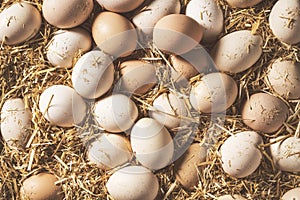 Fresh raw eggs in hen nest