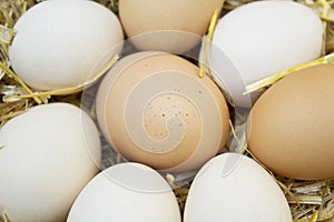 Fresh raw eggs in hen nest.