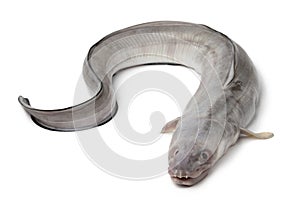 Fresh raw european conger eel