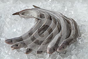 Fresh raw european conger eels