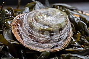 Fresh raw European flat oyster grown in Brittany in Belon river, France