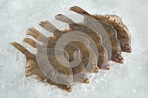 Fresh raw European plaice fishes